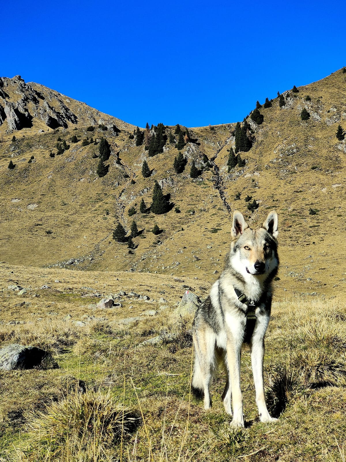 Il cane ha bisogno di libertà? E cosa significa davvero