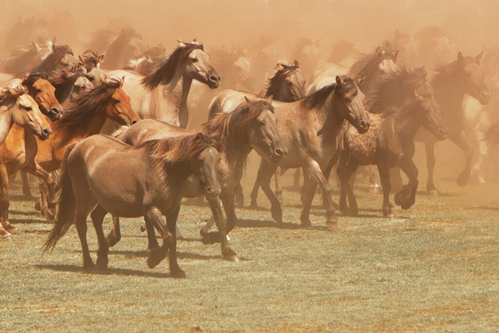 cavalli liberi