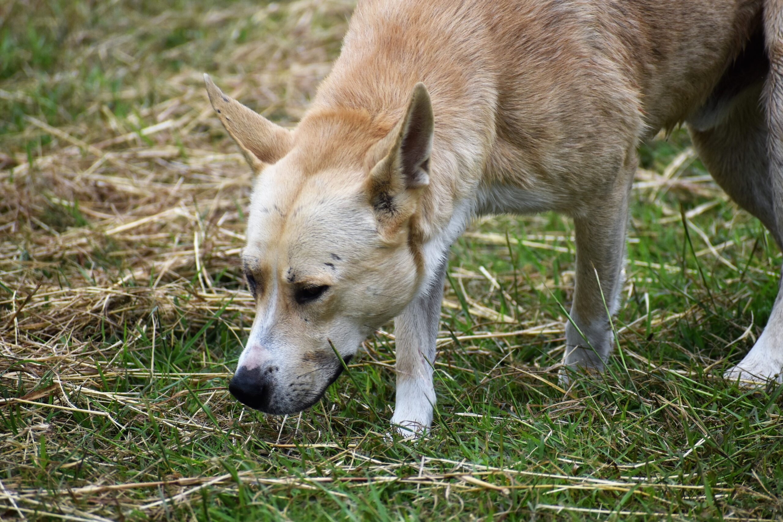 Annusare è un diritto – L’olfatto è fondamentale per il cane