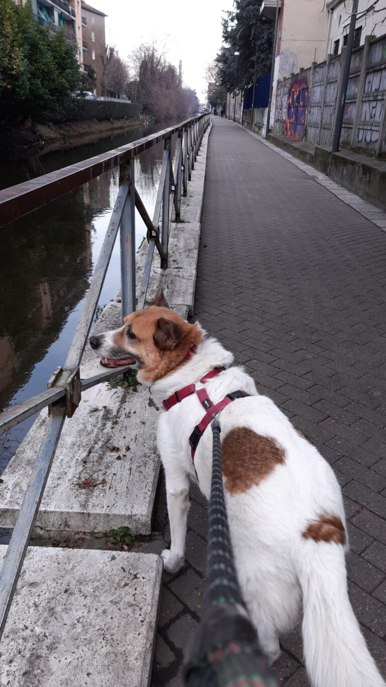 Cane tripode al guinzaglio