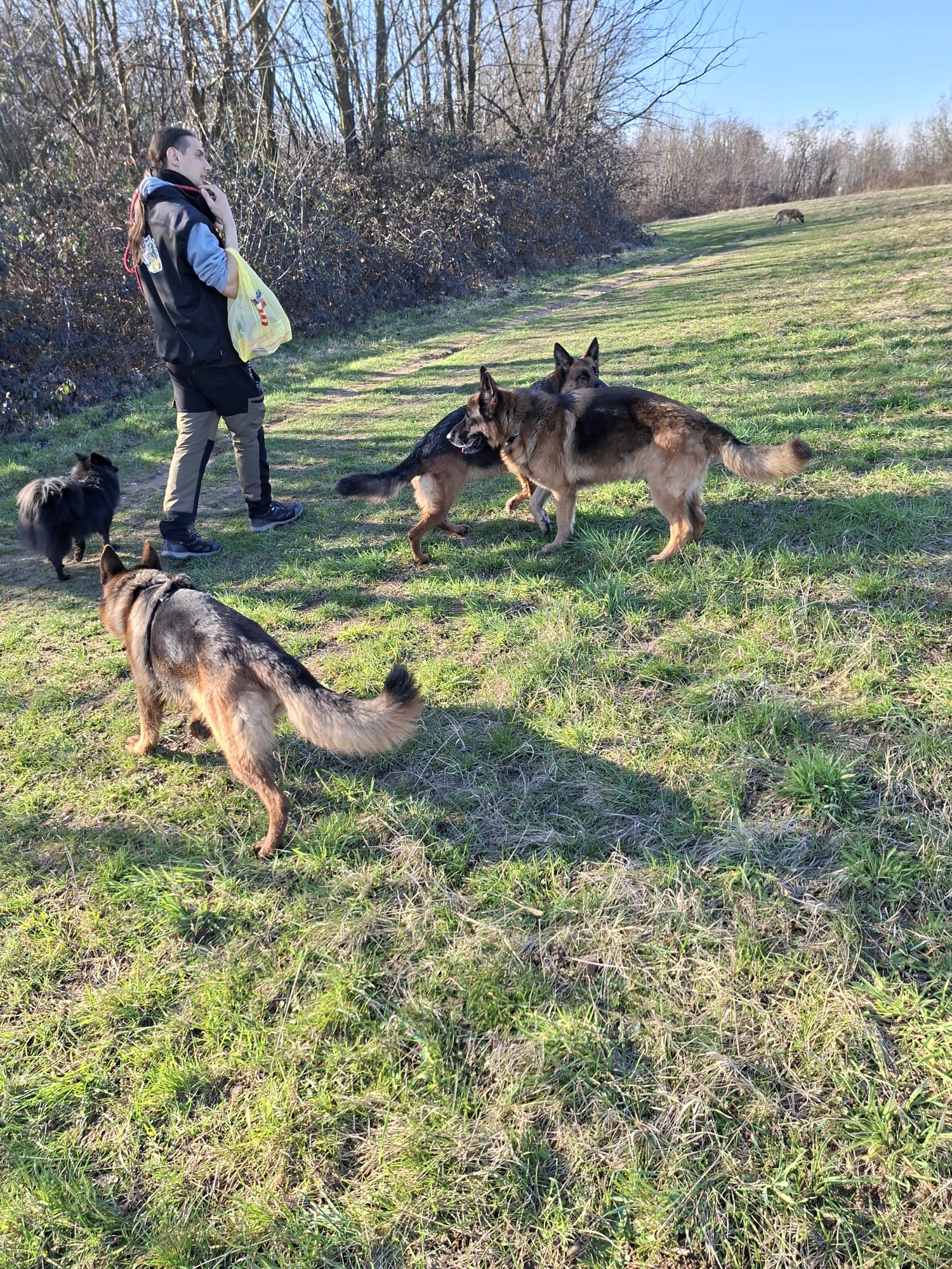 Socializzazione: non è far giocare i cani al parco